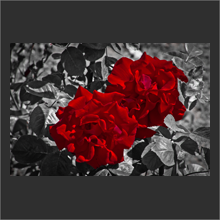 red rose